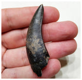 E2- Top Rare Unidentified Theropod Dinosaur Tooth - Cretaceous Elrhaz Fm Tenere Desert
