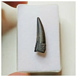 S42 - Exceedingly Rare Suchomimus tenerensis Dinosaur Tooth - Elrhaz Fm - Niger