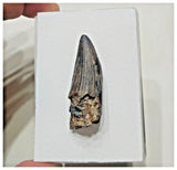 F4 - Rare Suchomimus tenerensis Dinosaur Tooth Cretaceous Elrhaz Fm Tenere Desert