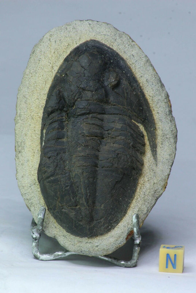 L120 & L119 Nileid + Asaphid Trilobites. M. TOUBLANC Order