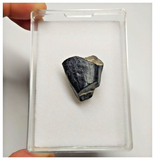 T27 - Rare Ouranosaurus Basal Hadrosaurid Dinosaur Tooth Cretaceous Elrhaz Fm