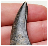 E2- Top Rare Unidentified Theropod Dinosaur Tooth - Cretaceous Elrhaz Fm Tenere Desert