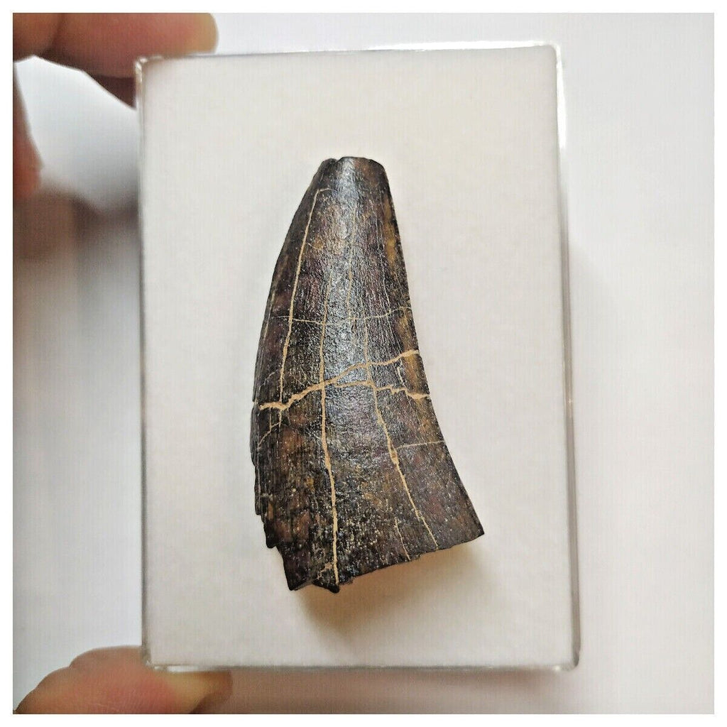 W18 - Rare Eocarcharia dinops Dinosaur Tooth - Cretaceous Elrhaz Fm Tenere Desert