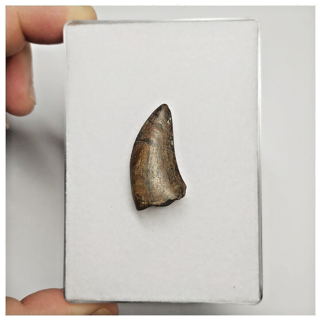 T164 - Rare Eocarcharia dinops Dinosaur Tooth Cretaceous Elrhaz Fm Tenere Desert