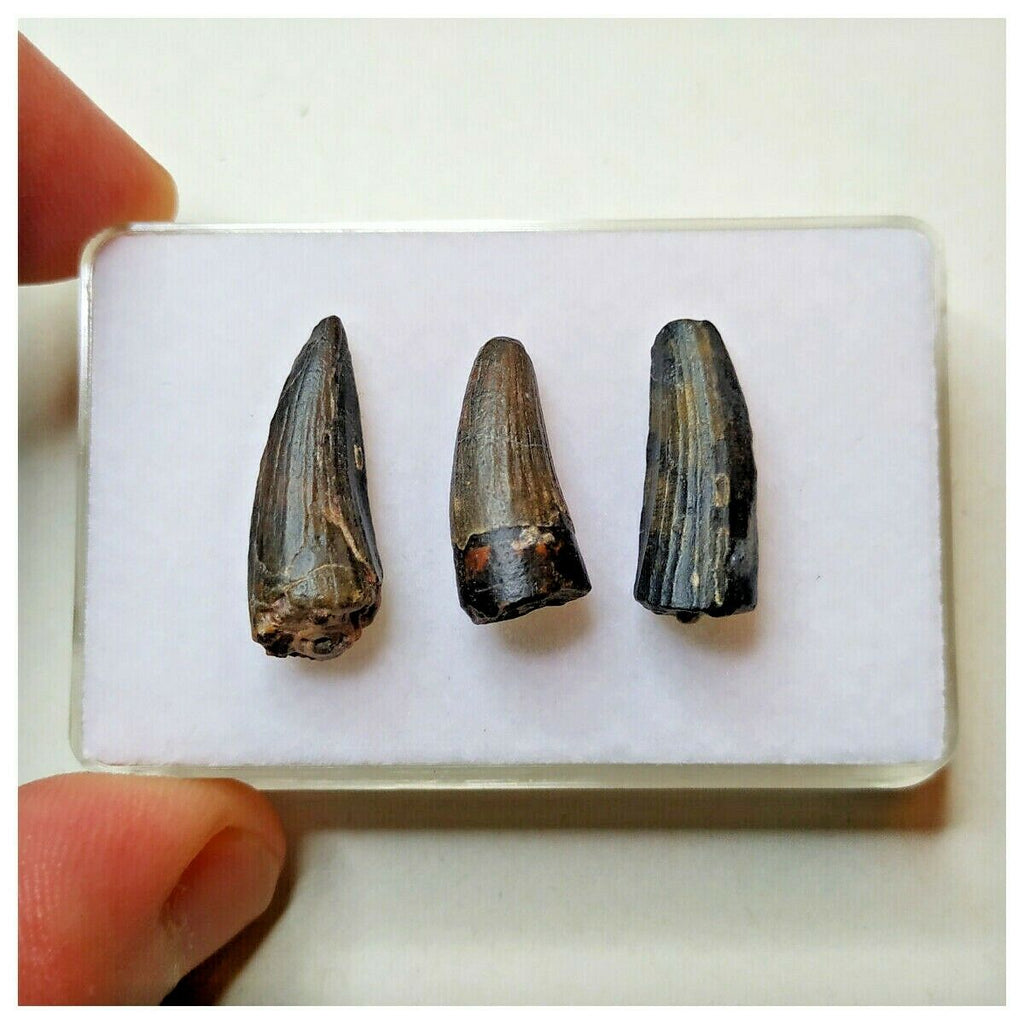 S46 - Set of 3 Rare Suchomimus tenerensis Dinosaur Teeth Cretaceous Elrhaz Fm Niger