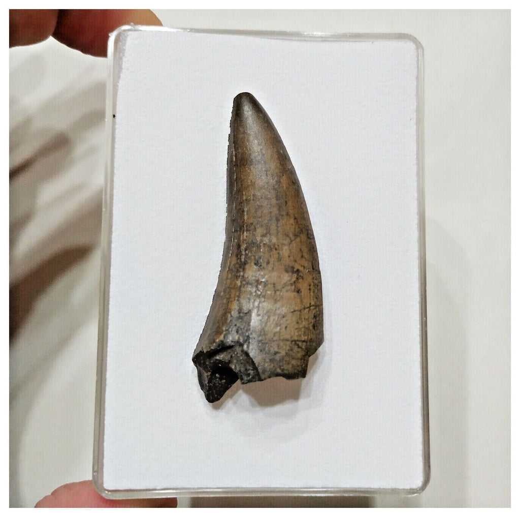E7 - Rare Eocarcharia dinops Dinosaur Tooth - Cretaceous Elrhaz Fm Tenere Desert
