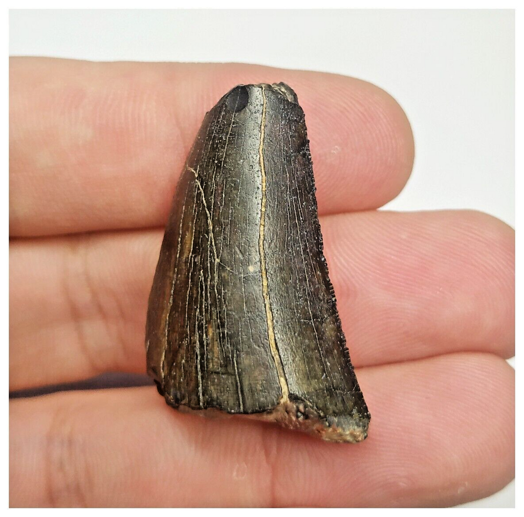 JS153 - Rare Eocarcharia dinops Dinosaur Tooth Cretaceous Elrhaz Fm Tenere Desert