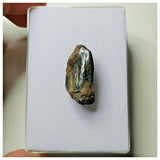 S18 - Top Rare Unidentified Basal Sauropod Dinosaur Tooth Jurassic Tenere Desert