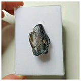 S17 - Spinophorosaurus nigeriensis Basal Sauropod Dinosaur Tooth Jurassic Irhazer Fm