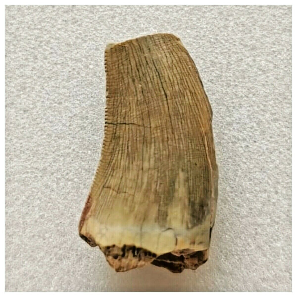 J64- Rare Eocarcharia dinops Dinosaur Tooth - Cretaceous Elrhaz Fm Tenere Desert