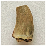 J64- Rare Eocarcharia dinops Dinosaur Tooth - Cretaceous Elrhaz Fm Tenere Desert