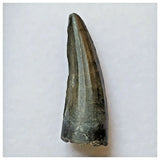 S43 - Exceedingly Rare Suchomimus tenerensis Dinosaur Tooth - Elrhaz Fm - Niger