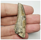 JS154 - Rare Eocarcharia dinops Dinosaur Tooth Cretaceous Elrhaz Fm Tenere Desert