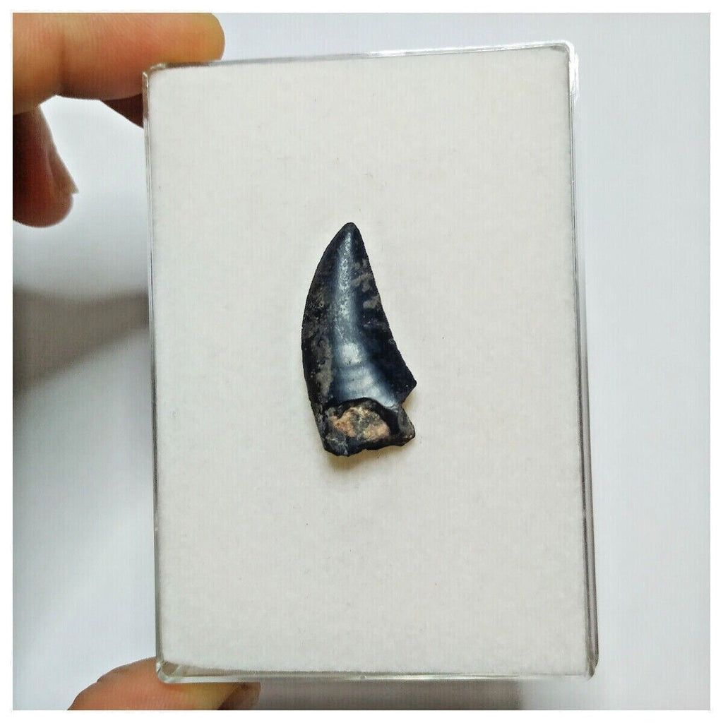 JS25 - Rare Eocarcharia dinops Dinosaur Tooth - Cretaceous Elrhaz Fm Tenere Desert