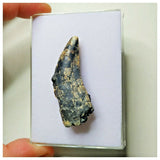 S1- Rare Afrovenator abakensis Megalosaurid Dinosaur Tooth Jurassic Tiouraren Fm