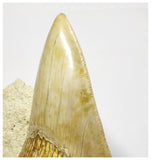 T127 - Finest Quality Serrated 4.13'' Megalodon Tooth in Matrix Indonesia Location