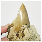 T121 - Finest Quality Serrated 3.22'' Megalodon Tooth in Matrix Indonesia Location