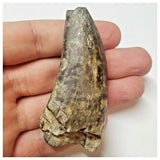 W8 - Rare Eocarcharia dinops Dinosaur Tooth - Cretaceous Elrhaz Fm Tenere Desert