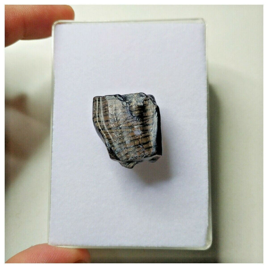 S14 - Ouranosaurus nigeriensis Basal Hadrosaur Dinosaur Tooth Cretaceous Elrhaz Fm