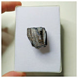 S14 - Ouranosaurus nigeriensis Basal Hadrosaur Dinosaur Tooth Cretaceous Elrhaz Fm