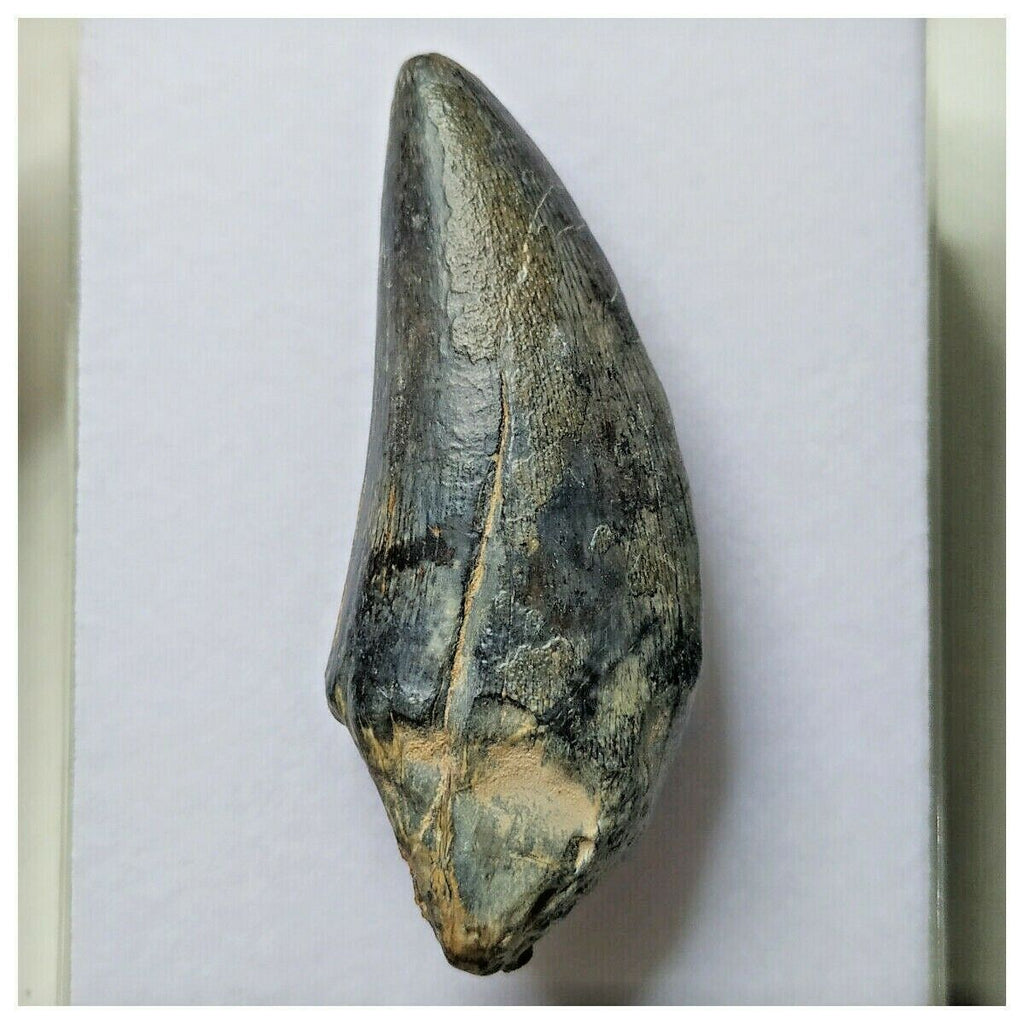 S5 - Rare Eocarcharia dinops Dinosaur Tooth - Cretaceous Elrhaz Fm Tenere Desert