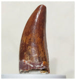 G55 - Finest 1.53'' Carcharodontosaurus Dinosaur Premaxillary Tooth Cretaceous