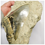 T113- Finest Quality Serrated 5.11 Inch Megalodon Tooth in Matrix Indonesia Location