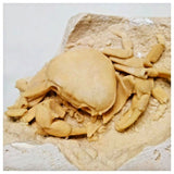G45 - Finest Quality Fossil Crab (Potamon) Preserved in Travertine Turkey Location