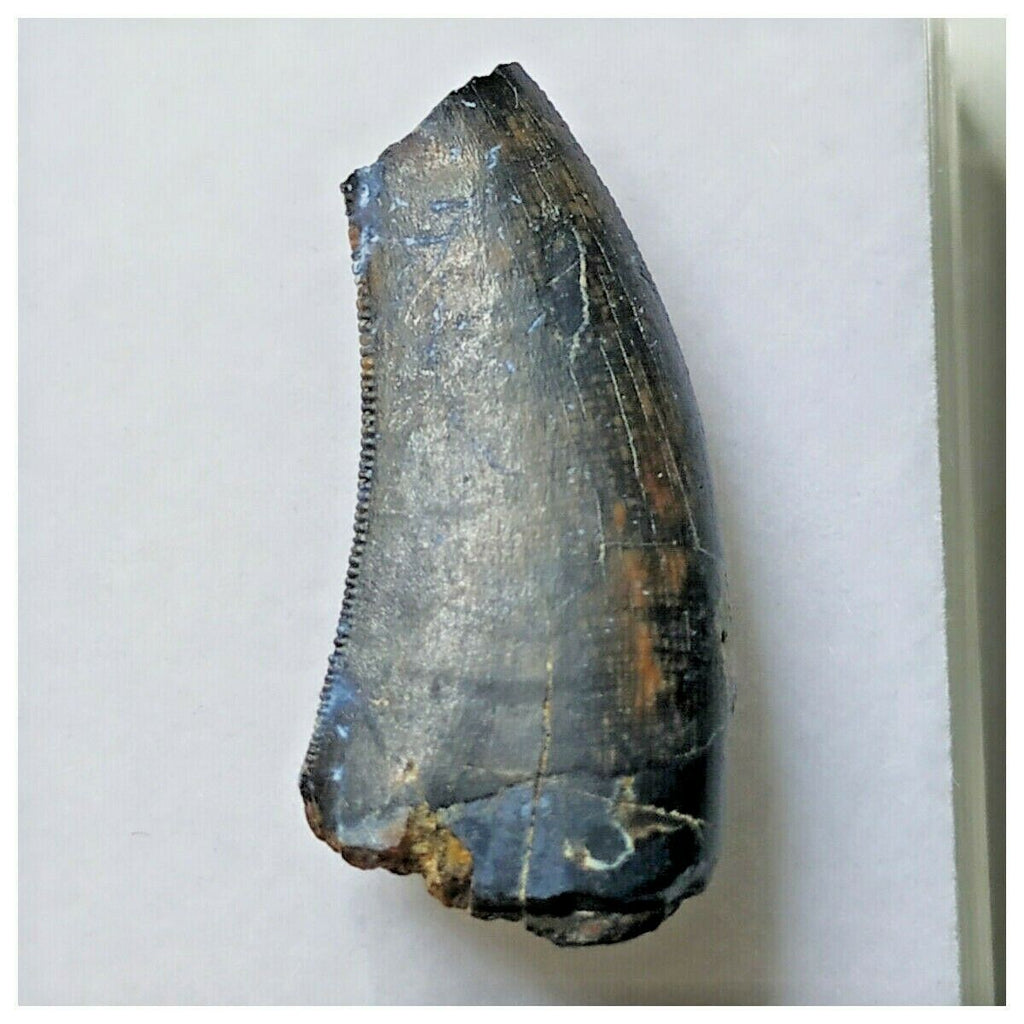 S28 - Rare Eocarcharia dinops Dinosaur Tooth - Cretaceous Elrhaz Fm Tenere Desert