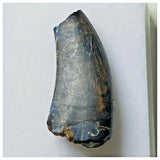 S28 - Rare Eocarcharia dinops Dinosaur Tooth - Cretaceous Elrhaz Fm Tenere Desert