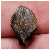 E10 - Elrhazosaurus Basal Iguanodontian Dinosaur Tooth - Cretaceous Elrhaz Fm