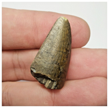 JS151-Rare Eocarcharia dinops Dinosaur Tooth Cretaceous Elrhaz Fm Tenere Desert