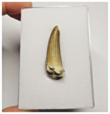 T21 - Rare Suchomimus tenerensis Dinosaur Tooth Lower Cretaceous Elrhaz Fm