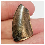 JS44 - Rare Eocarcharia dinops Dinosaur Tooth - Cretaceous Elrhaz Fm Tenere Desert