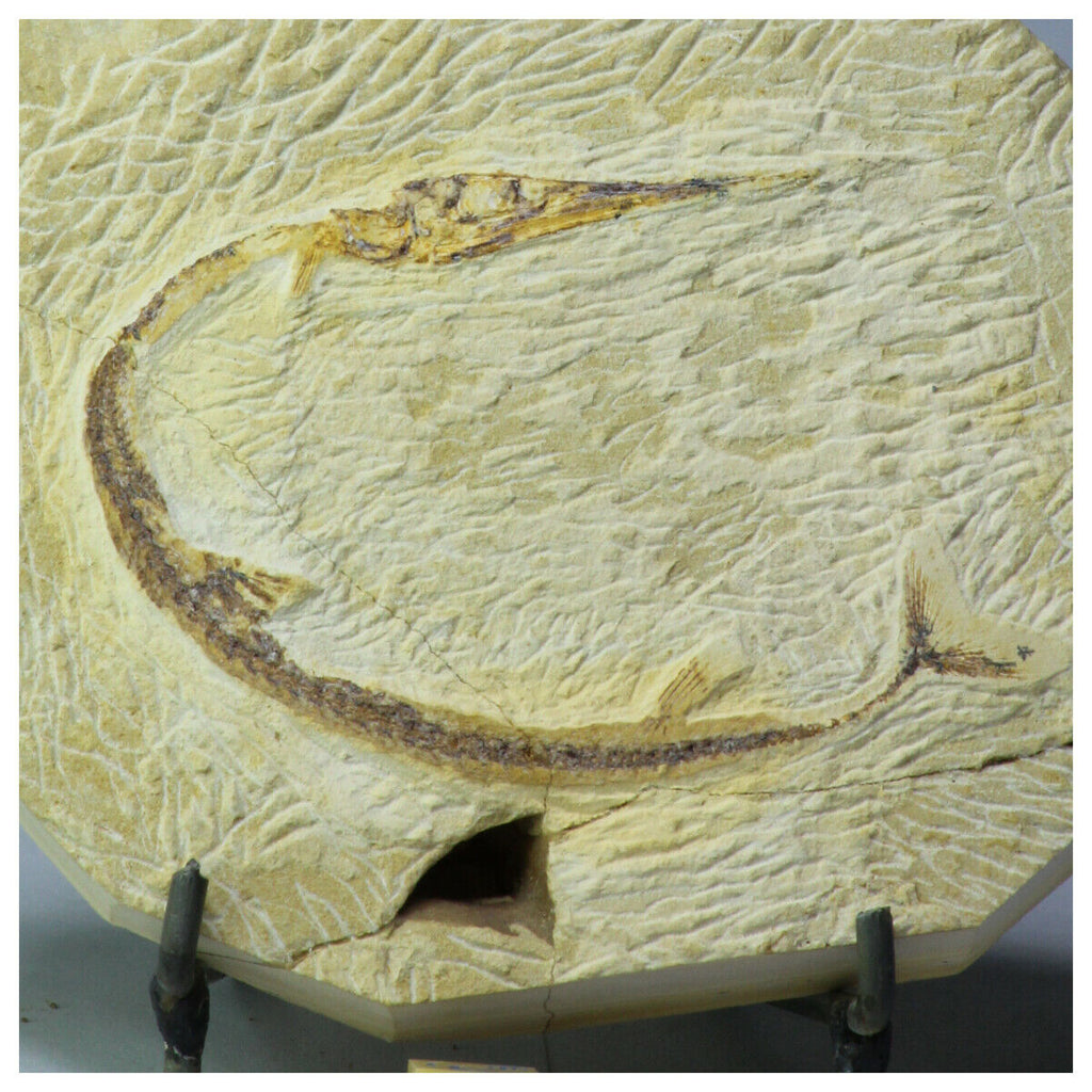 R346 - Nice Rhynchodercetis 2.36'' Needle Fish Fossil - Upper Cretaceouss - Galbert Order