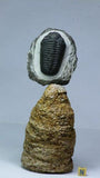 Lot of Decorative Fossils - 143936022763 Order