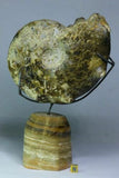 Lot of Decorative Fossils - 143936022763 Order