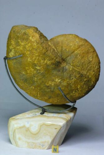 R85 - Huge Jurassic Ammonite on Natural Rock Polished Pedestal(143937982703)