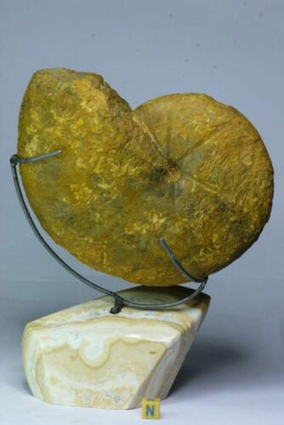 R85 - Huge Jurassic Ammonite on Natural Rock Polished Pedestal(143937982703)