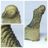 Lot of Trilobites and Dinosaur Teeth -YangKe Order