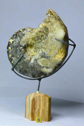 Lot of  Decorative Mammites Nodosoides on Pedestals - Order (143938268059)