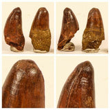 Lot of Trilobites and Dinosaur Teeth -YangKe Order