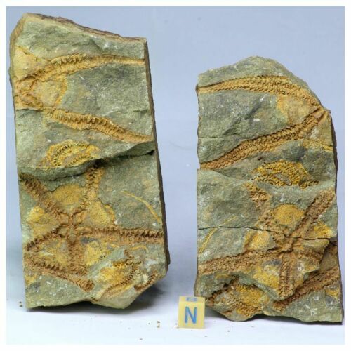 R322 - Top Beautiful Association 2 Ophiura Ordovician Brittlestars Ktaoua Fm - Daniel Order