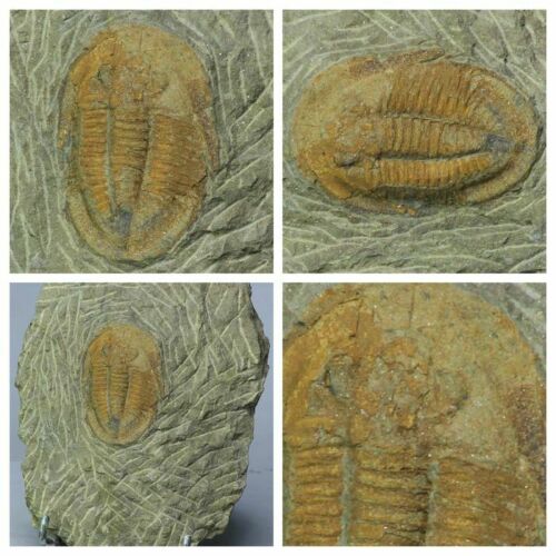 L134 - Great Orange Asaphellus fezouatensis Lower Ordovician Trilobite Fezouata - Hikaru Order