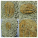 L134 - Great Orange Asaphellus fezouatensis Lower Ordovician Trilobite Fezouata - Hikaru Order