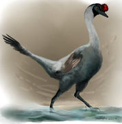 A cretaceous "swan" relative to Velociraptor
