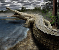 The Fight For Being The Largest Crocodile