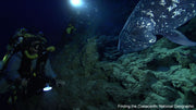 The Lost Coelacanth