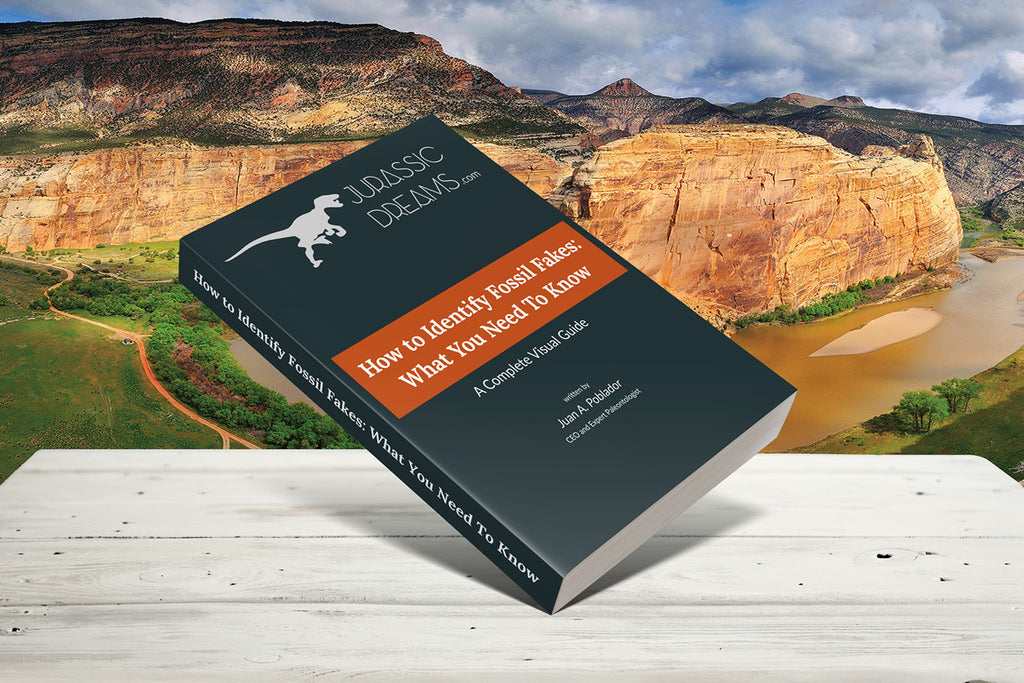 Guide - How To Identify Fossil Fakes: What You Need To Know