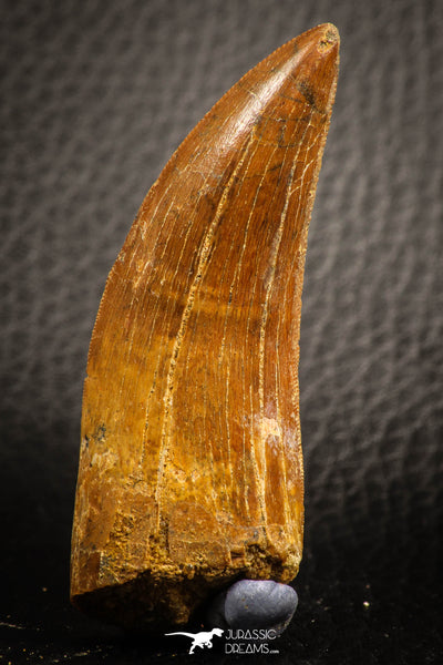 Theropod Teeth Morphology - KemKem Basin